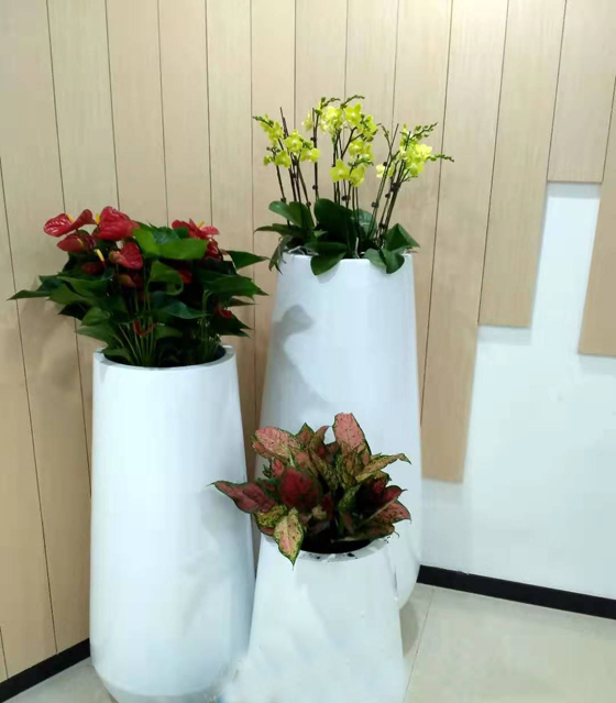 客戶綠植景觀擺設(shè)
